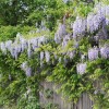 Wisteria floribunda 'Purple Patches'  (Japanese wisteria 'Purple Patches' )