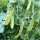 Pisum sativum var. macrocarpon 'Oregon Sugar Pod'