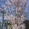 Prunus 'Spire' (Cherry 'Spire')