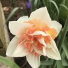 (Narcissus 'Replete') Daffodil 'Replete'