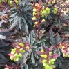 Euphorbia 'Blackbird' (Spurge 'Blackbird')