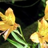 Peruvian lily 'orange glory' (Alstroemeria 'Orange Glory')
