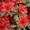 Rhododendron 'Girard's Variegated Hot Shot' (Rhododendron 'Girard's Variegated Hot Shot')