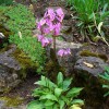 Dodecatheon meadia (Shooting star)