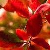 Aronia melanocarpa 'Autumn Magic' (Black chokeberry 'Autumn Magic')