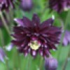 Aquilegia vulgaris var. stellata 'Black Barlow' (Barlow Series) (Columbine 'Black Barlow')