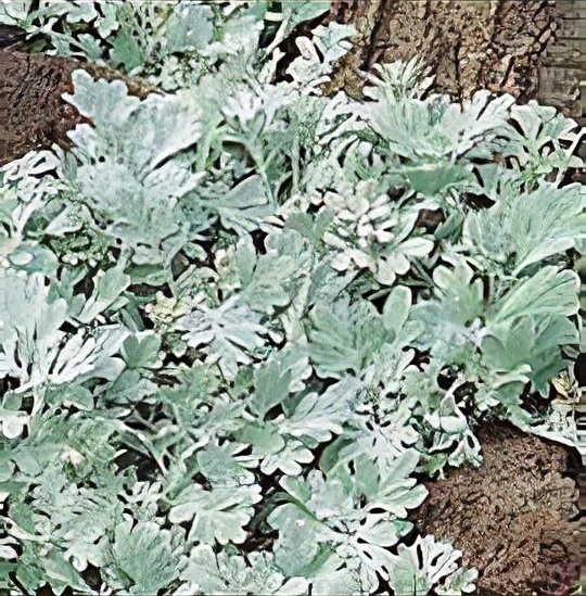 Artemisia stelleriana 'Boughton Silver'
