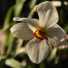 Narcissus poeticus var. recurvus (Old pheasant's eye)