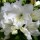 Rhododendron 'Pleasant White' 