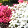 Rhododendron 'Pleasant White'  (Azalea 'Pleasant White' )