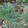 Glaucous hair-grass (Koeleria glauca)