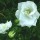 Campanula persicifolia 'Fleur de Neige'