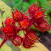 Rubus phoenicolasius (Japanese wineberry )