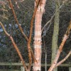 Betula albosinensis 'Fascination' (Chinese red birch 'Fascination')