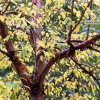 Betula albosinensis 'Fascination' (Chinese red birch 'Fascination')