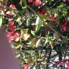 Chaenomeles x superba 'Knap Hill Scarlet' (Japanese quince 'Knap Hill Scarlet')