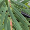 Euphorbia rigida (Rigid spurge)