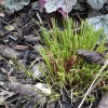 Miniature variegated sedge (Carex conica 'Snowline')