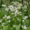 Allium ursinum (Wild garlic)