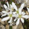 Amelanchier lamarckii (Snowy mespilus)