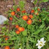 Pilosella aurantiaca (Orange hawkweed)