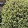 Pittosporum tenuifolium 'Arundel Green' (Pittosporum 'Arundel Green')