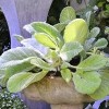 Salvia argentea (Silver sage)