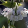 Salvia argentea (Silver sage)