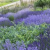 Lavandula angustifolia 'Hidcote Blue' (Lavender 'Hidcote Blue')