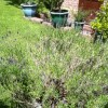 Lavandula angustifolia 'Hidcote Blue' (Lavender 'Hidcote Blue')