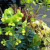 Euphorbia amygdaloides var robbiae (Mrs Robb's bonnet)
