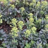 Euphorbia amygdaloides var. robbiae (Mrs Robb's bonnet)