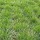 Festuca rubra subsp. commutata