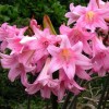 Amaryllis belladonna (Jersey lily)