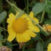 Glebionis segetum (Corn marigold)