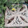 Sedum spathulifolium 'Cape Blanco' (Spoon-leaved stonecrop 'Cape Blanco')