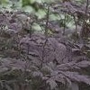 Actaea simplex 'Hillside Black Beauty' (Bugbane 'Hillside Black Beauty')