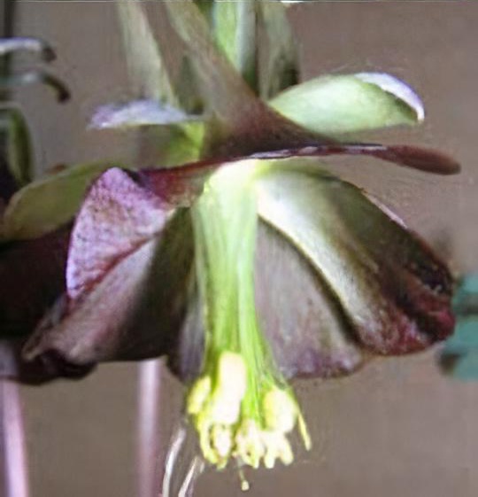 Aquilegia viridiflora