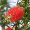 Callistemon 'Red Clusters' (Australian bottlebrush )