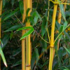 Phyllostachys aurea (Fish-pole bamboo)