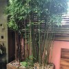 Phyllostachys nigra (Black bamboo)