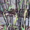 	        Phyllostachys nigra (Black bamboo)	    