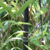 Phyllostachys nigra var. henonis (Henon bamboo)