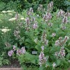 Catmint 'Sweet Dreams' (Nepeta subsessilis 'Sweet Dreams')
