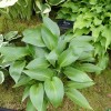 Hosta 'Devon Green' (Plantain lily 'Devon Green')