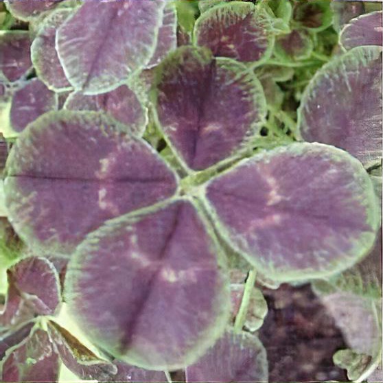 Trifolium repens 'Purpurascens Quadrifolium'