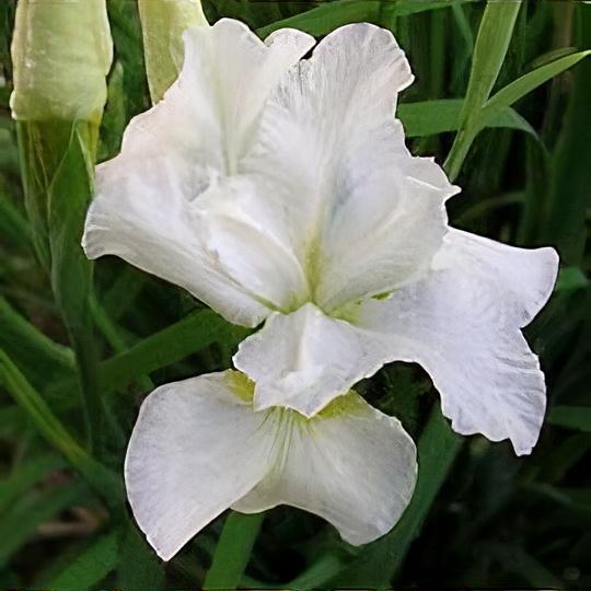 Iris sibirica 'Alba'