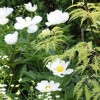 Paeonia lactiflora 'Krinkled White' (Peony 'Krinkled White')