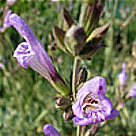Salvia blancoana 