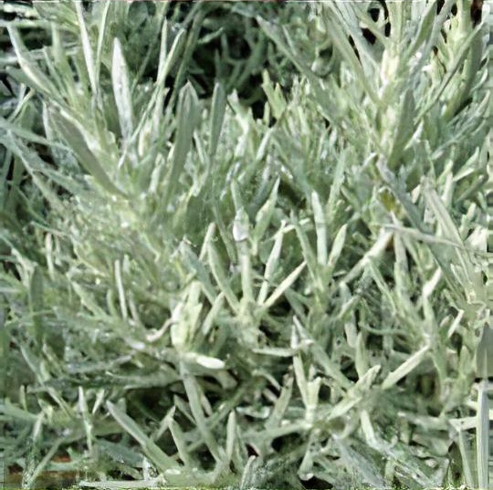 Helichrysum italicum 'Korma' 